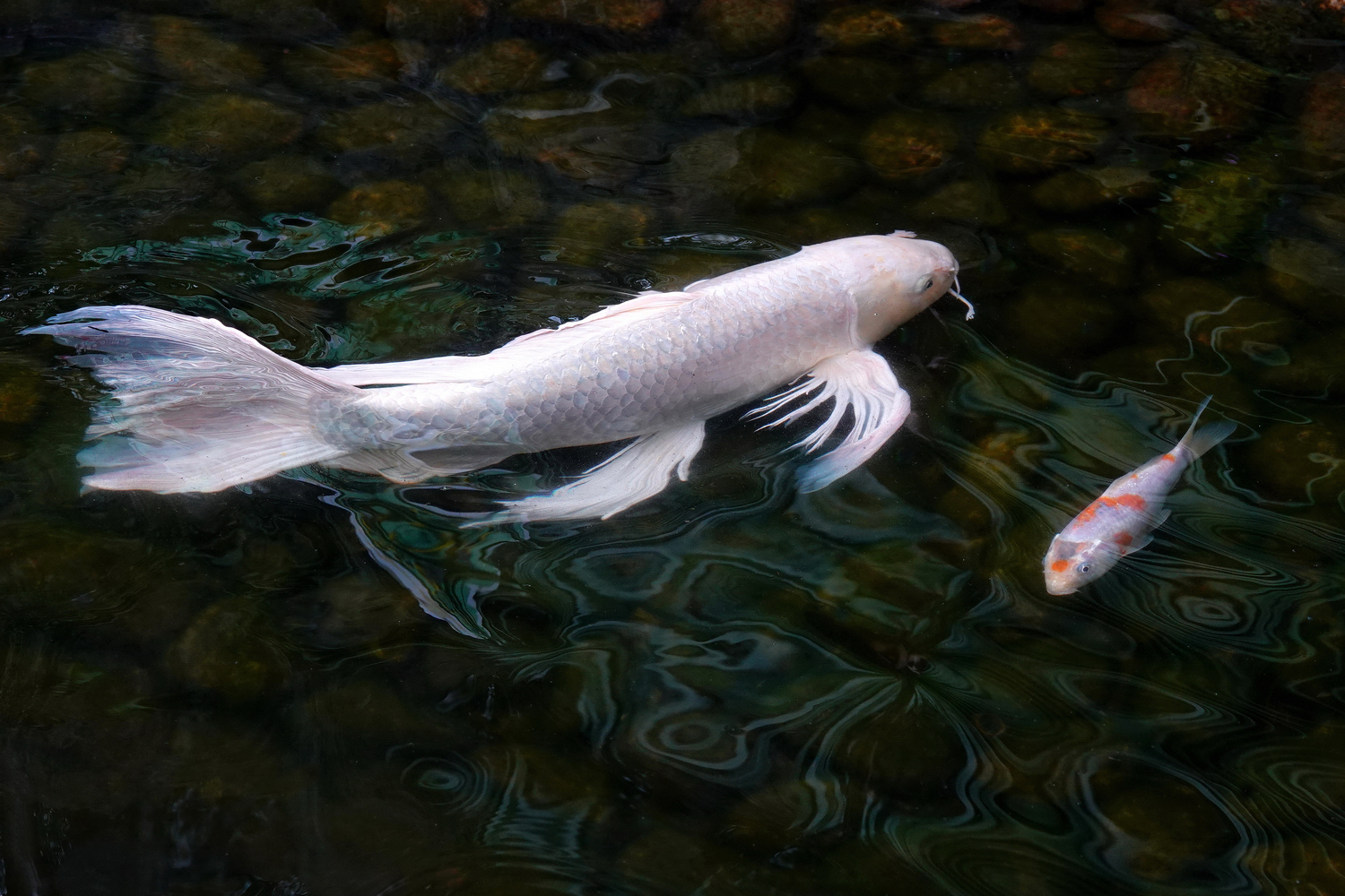 陳永鑑_錦鯉遊緃_20220227f.jpg