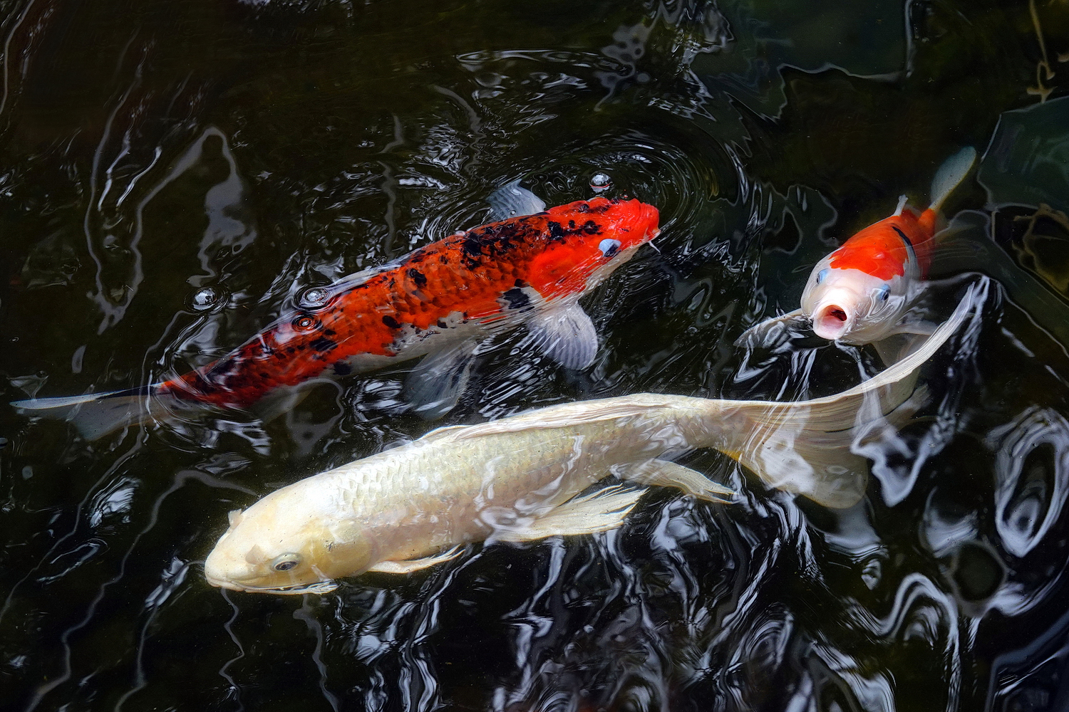 陳永鑑_錦鯉遊緃_20220227c.jpg
