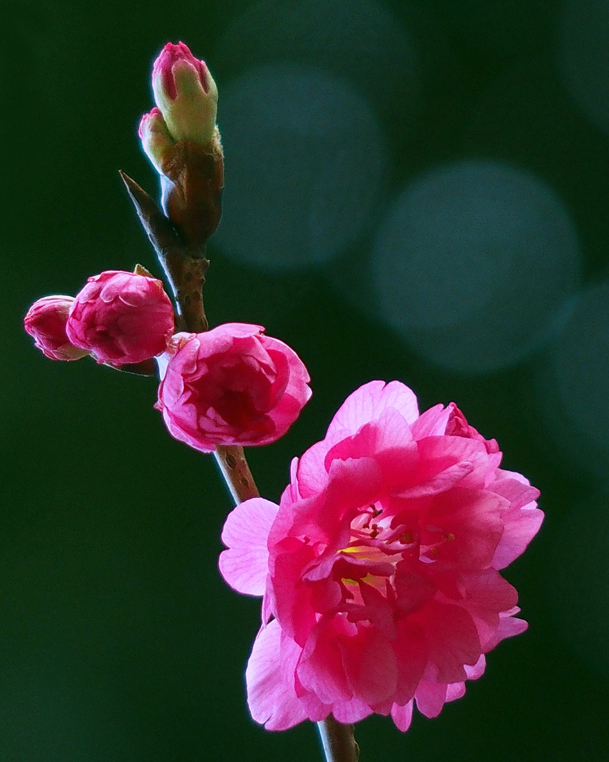 陳永鑑櫻桃花作品20220301c.jpg