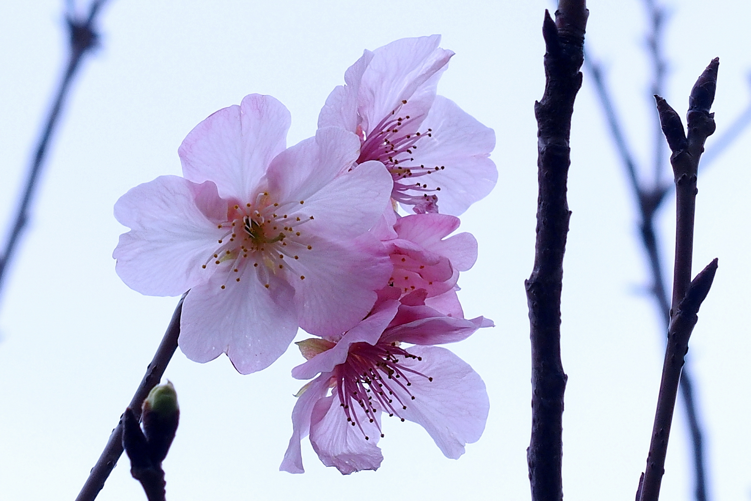 陳永鑑櫻桃花作品20220302g.jpg
