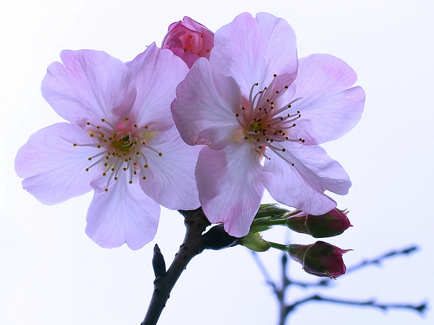 陳永鑑櫻桃花作品20220302f.jpg