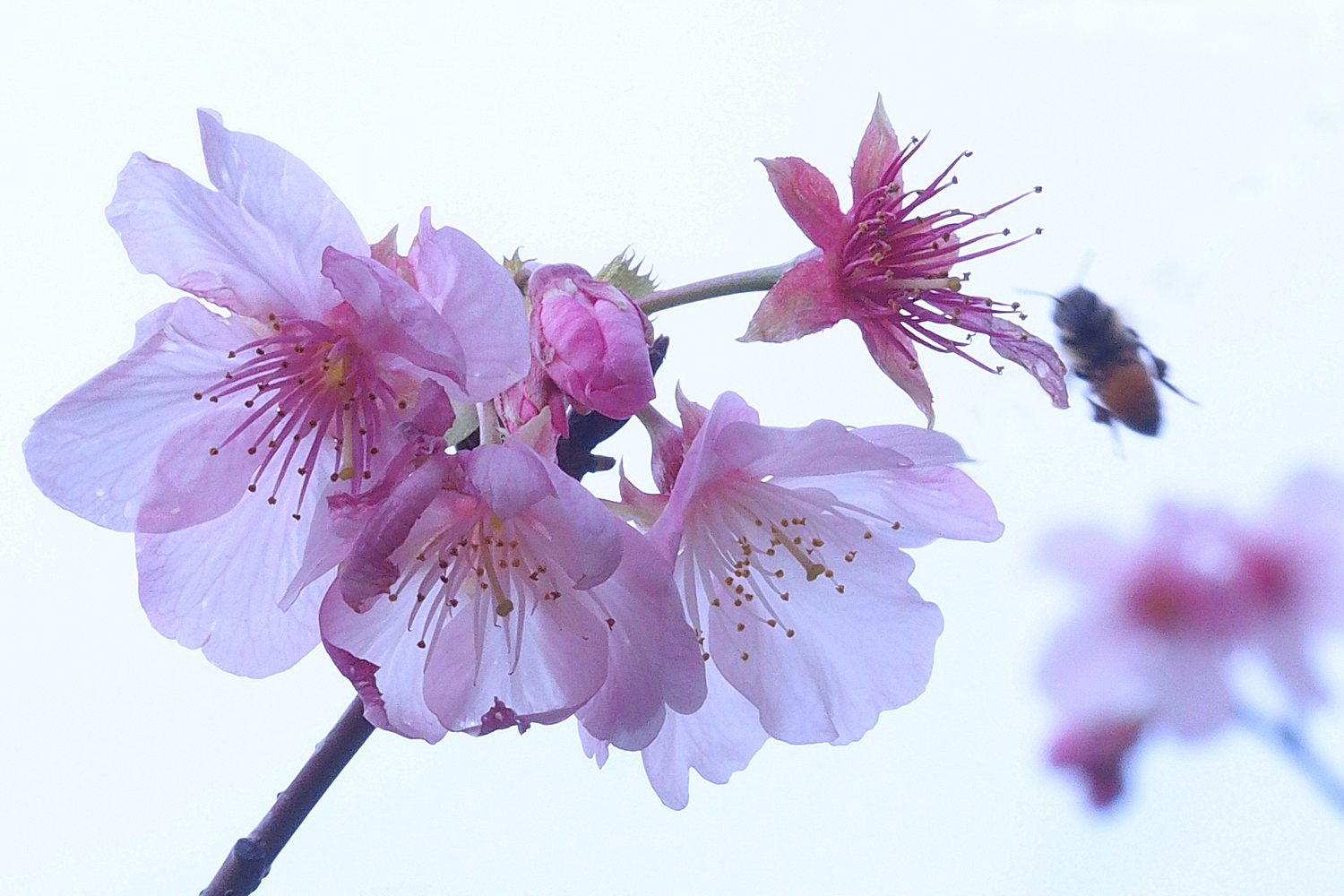陳永鑑櫻桃花作品20220302l.jpg