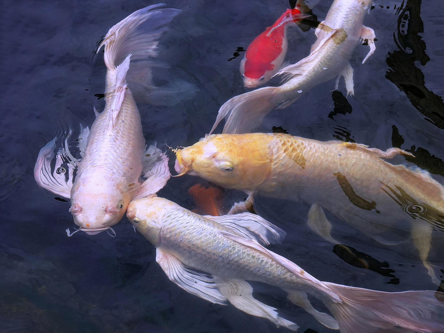 陳永鑑_錦鯉遊緃_20220307a.jpg