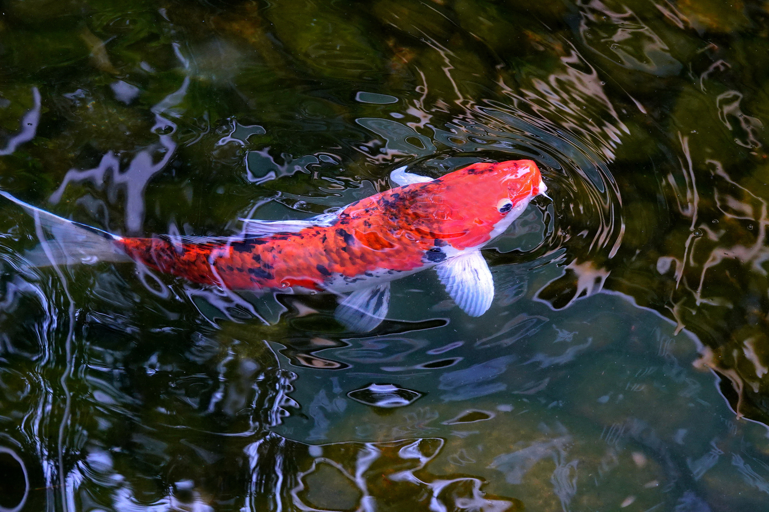 陳永鑑_錦鯉遊緃_20220314c.jpg