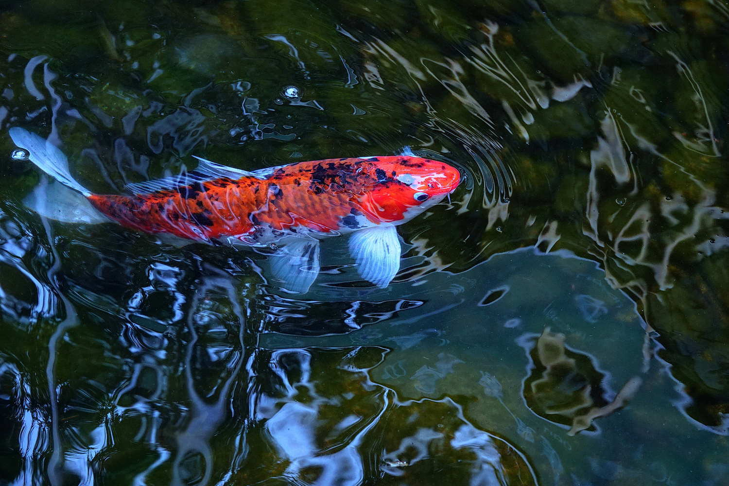 陳永鑑_錦鯉遊緃_20220314b.jpg