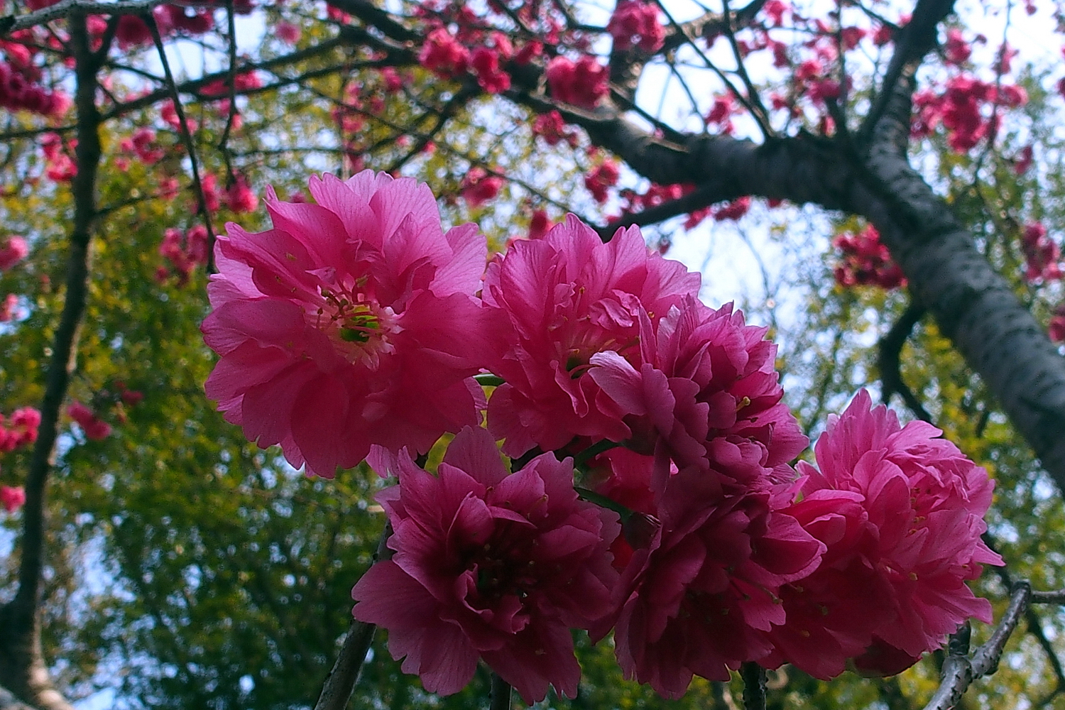 陳永鑑櫻桃花作品20220307b.jpg