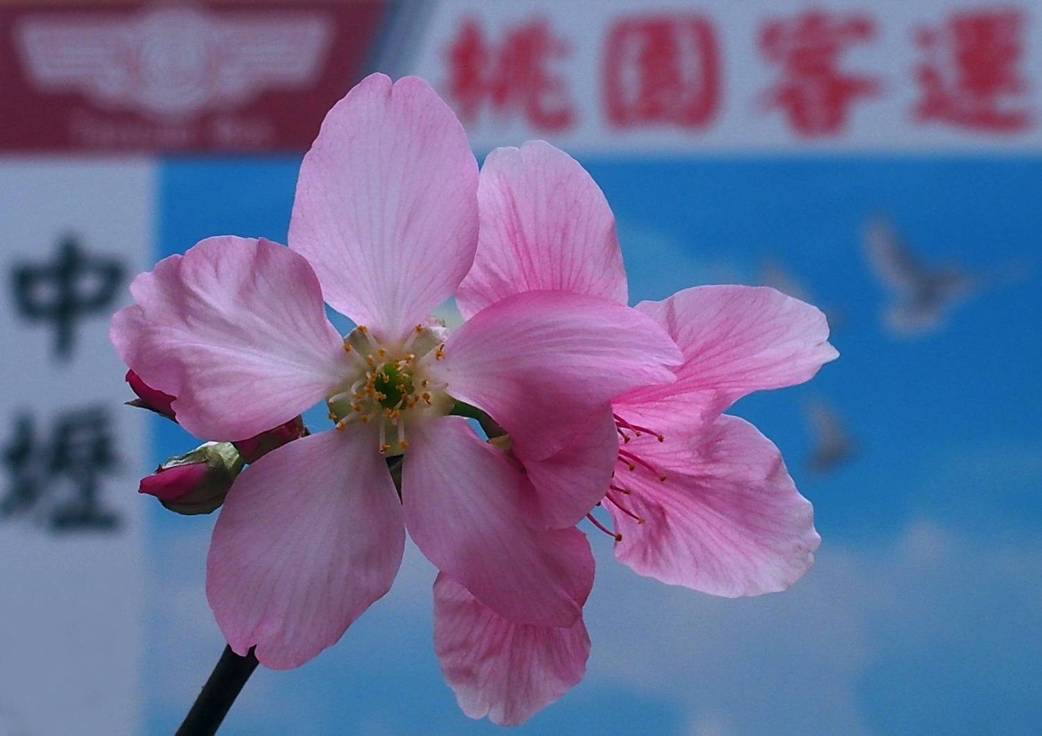 陳永鑑櫻桃花作品20220321q.jpg