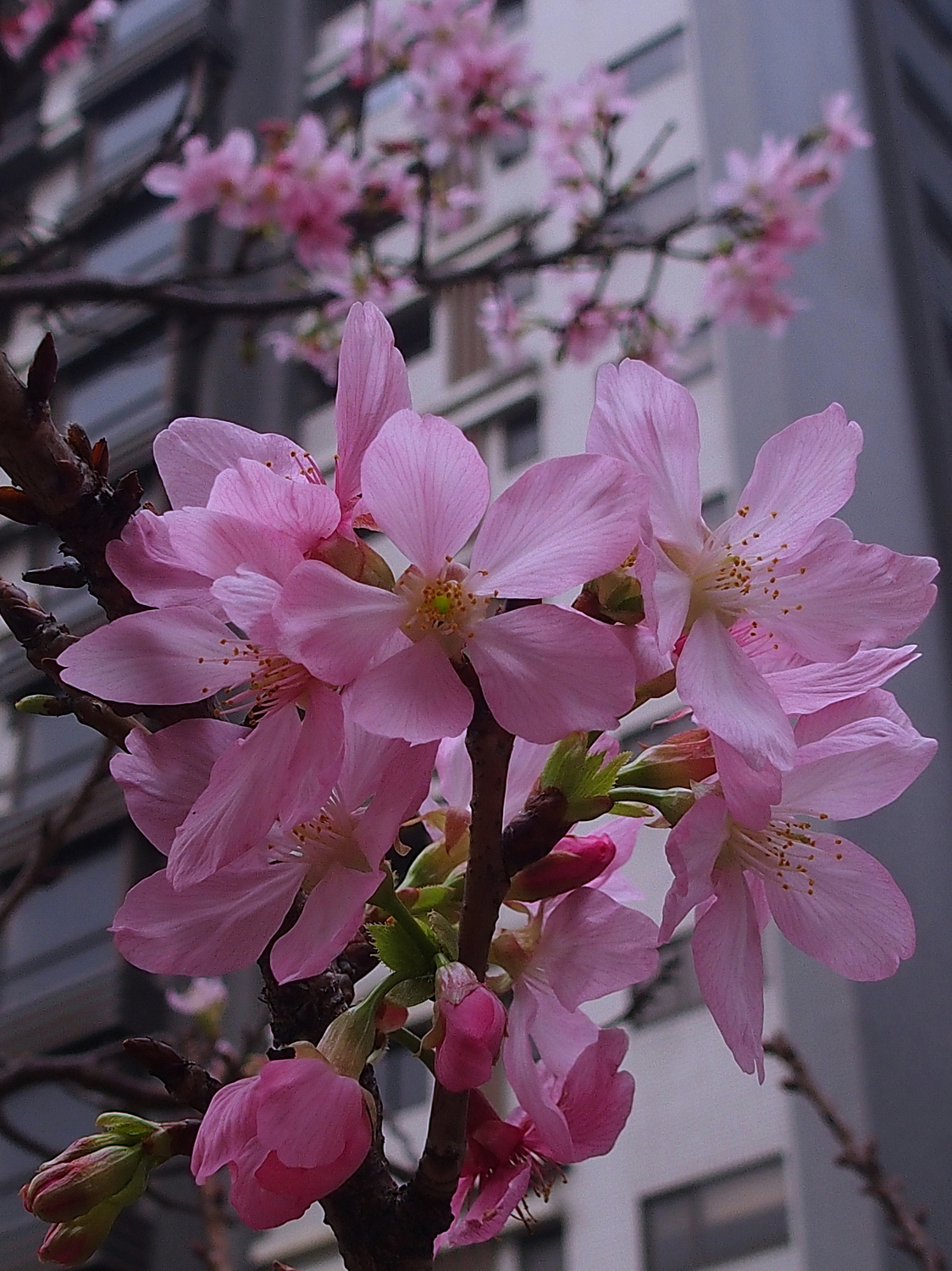 陳永鑑櫻桃花作品20220321z6.jpg