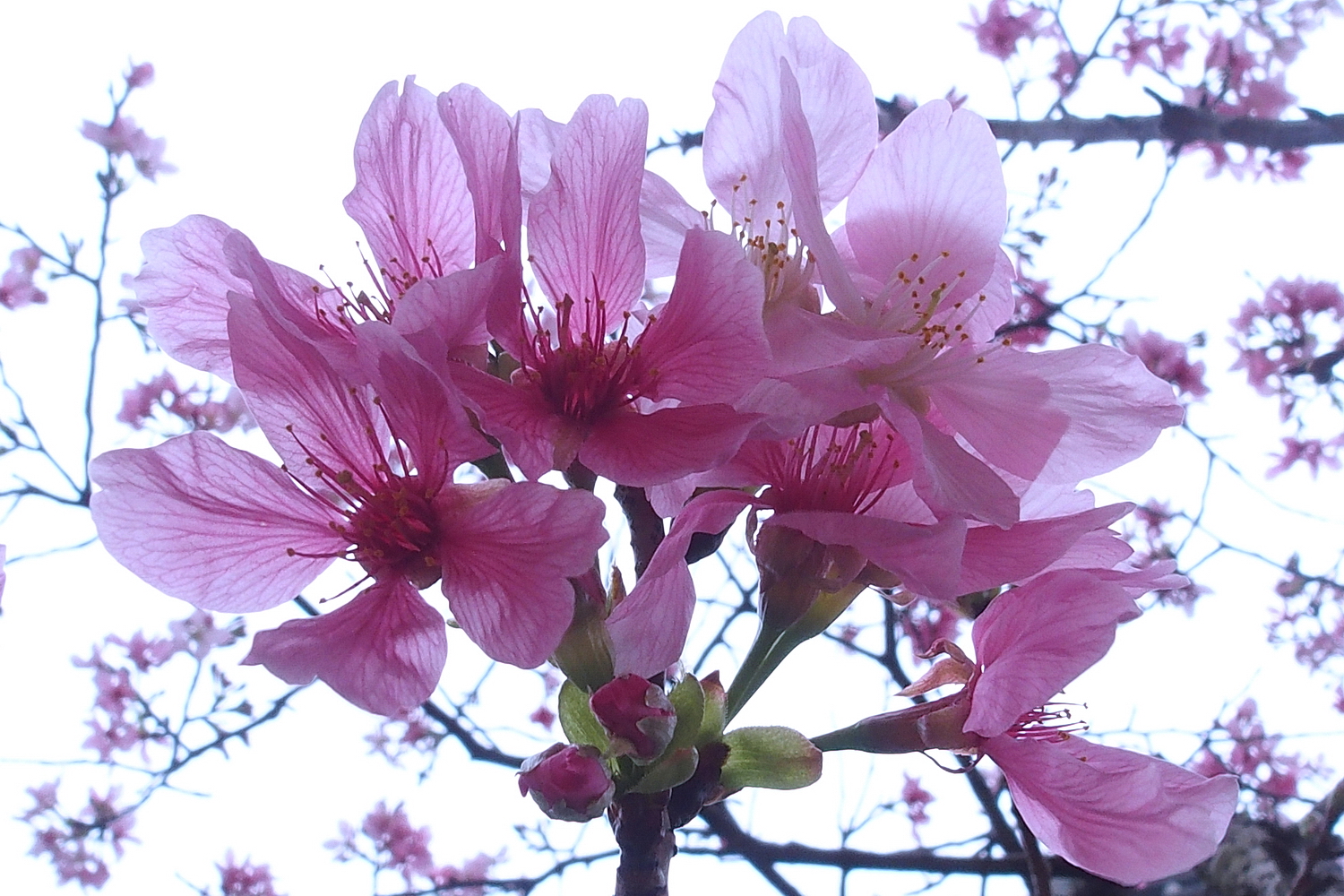 陳永鑑櫻桃花作品20220321z15.jpg
