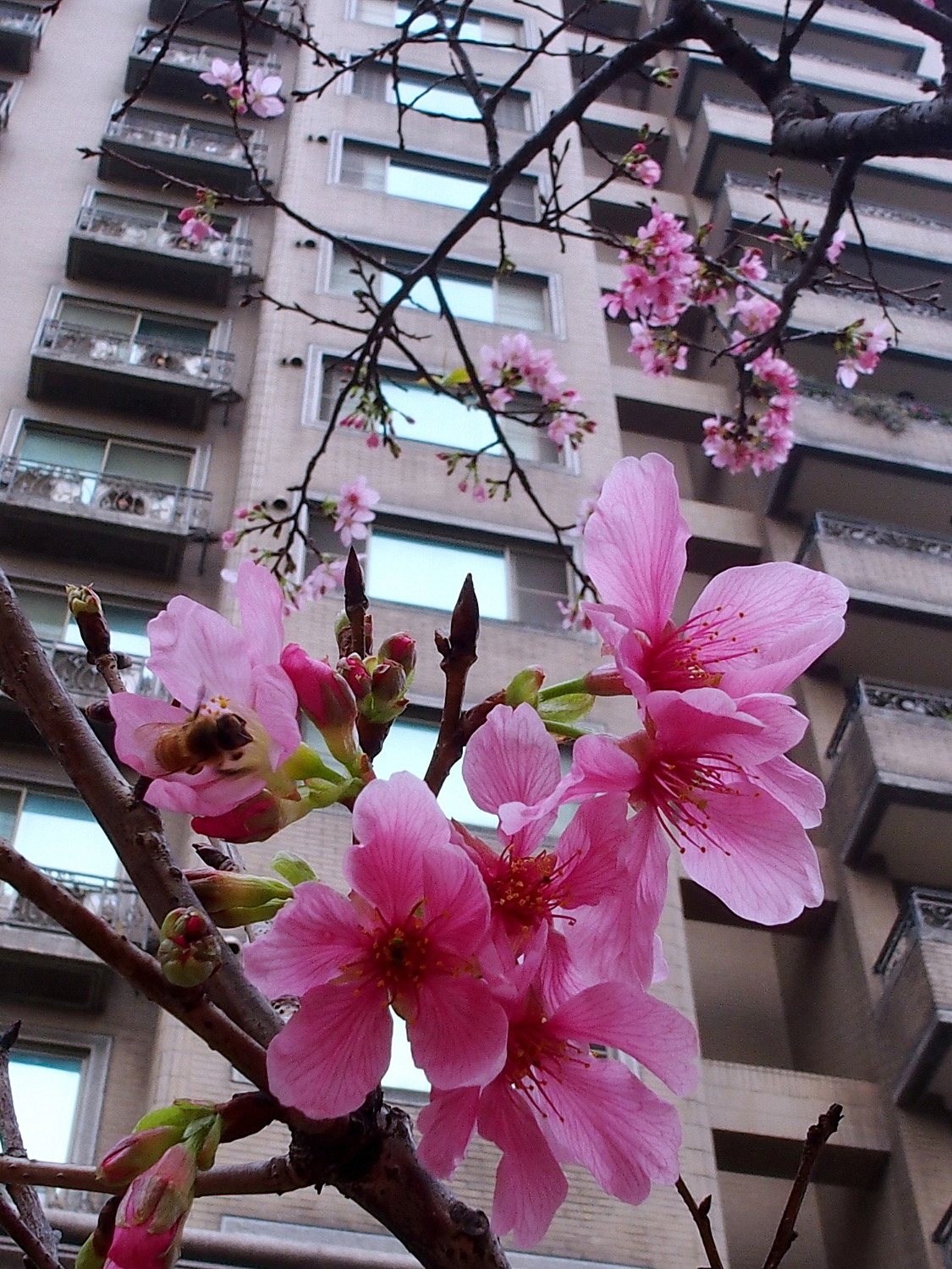 陳永鑑櫻桃花作品20220321z11.jpg