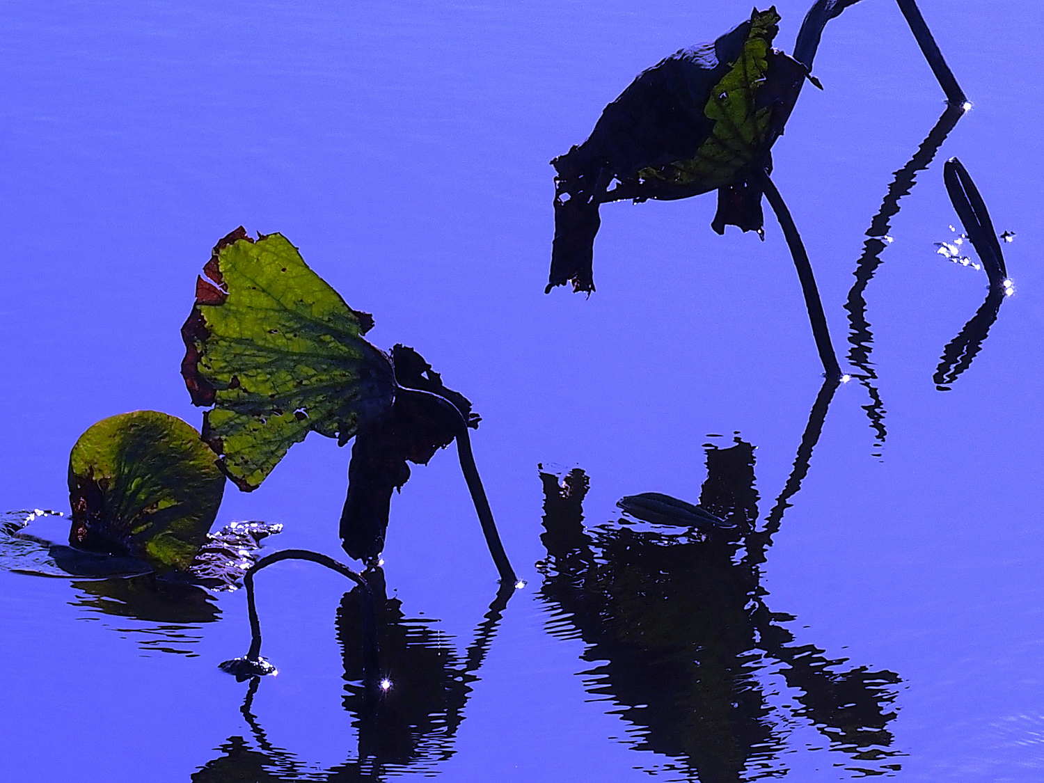 陳永鑑荷花作品20220309d.jpg