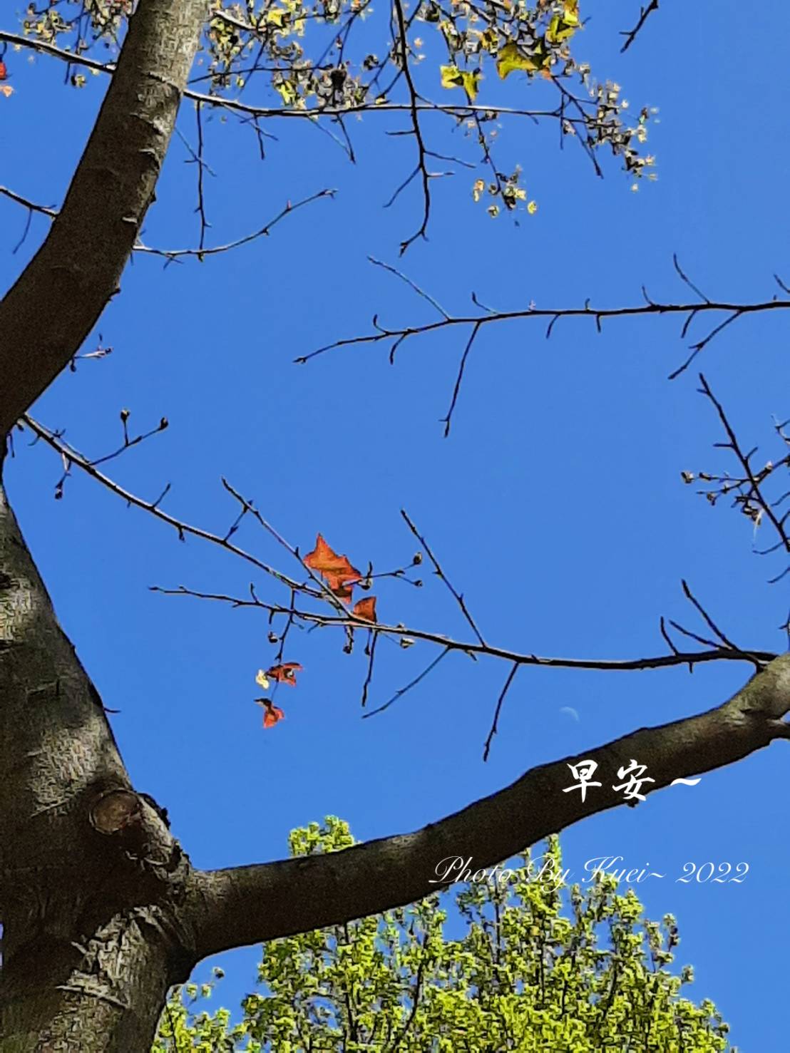 林於貴早安作品20220323.jpg