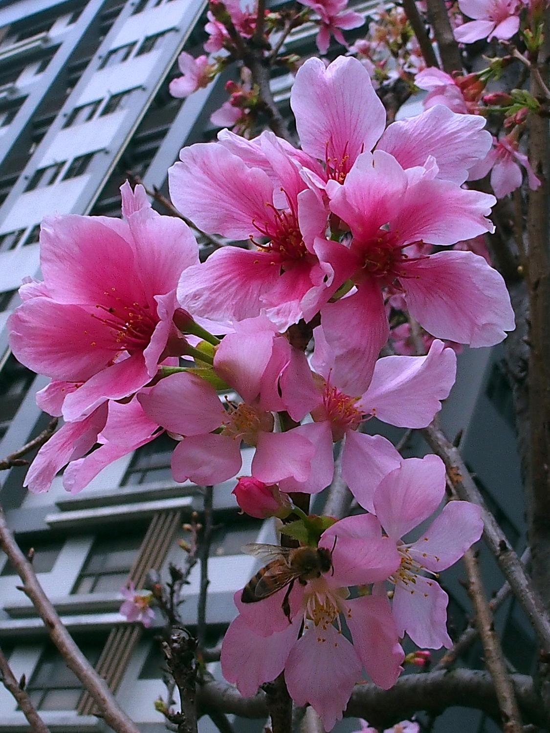 陳永鑑櫻桃花作品20220325t.jpg