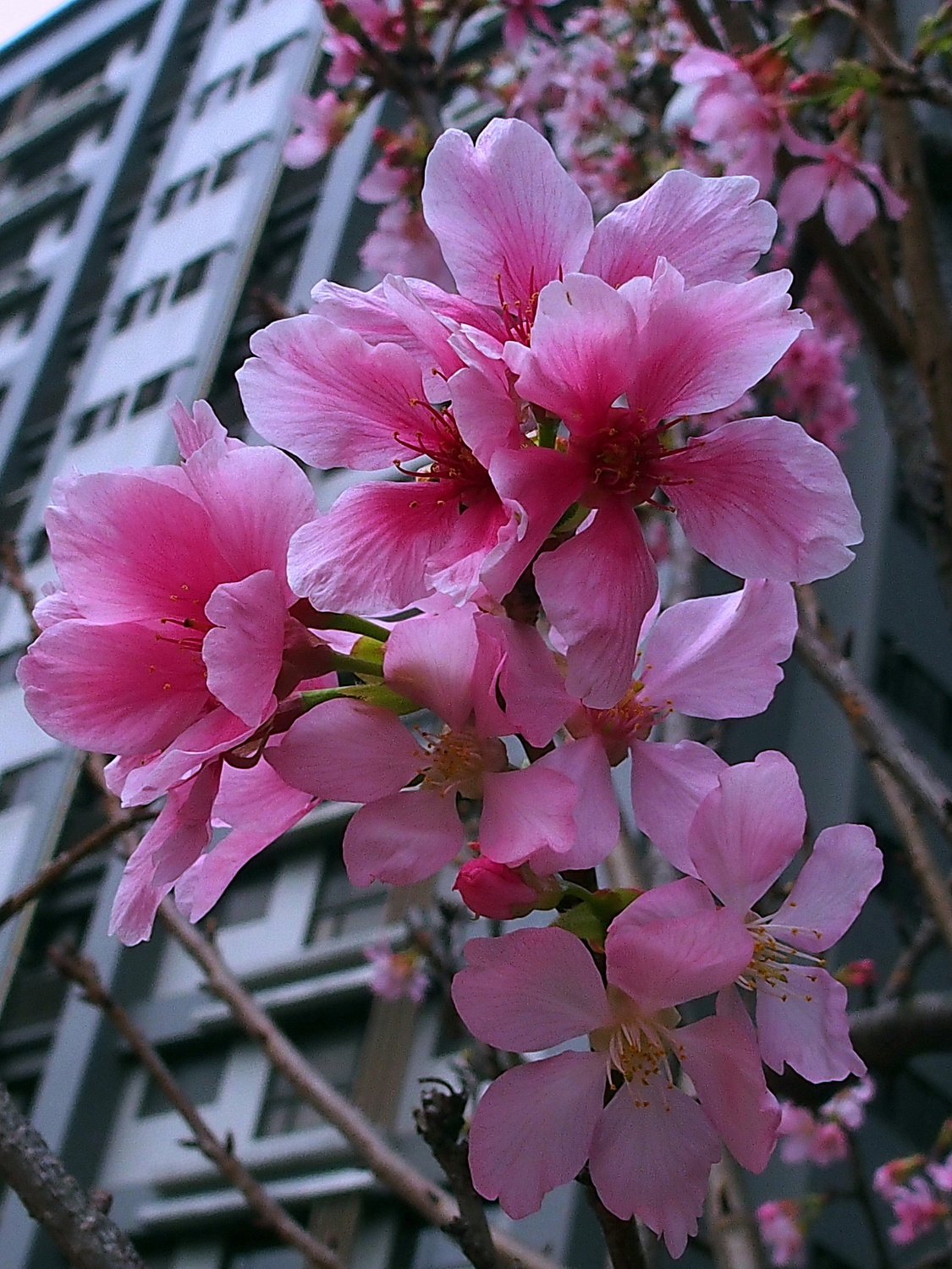 陳永鑑櫻桃花作品20220325s.jpg