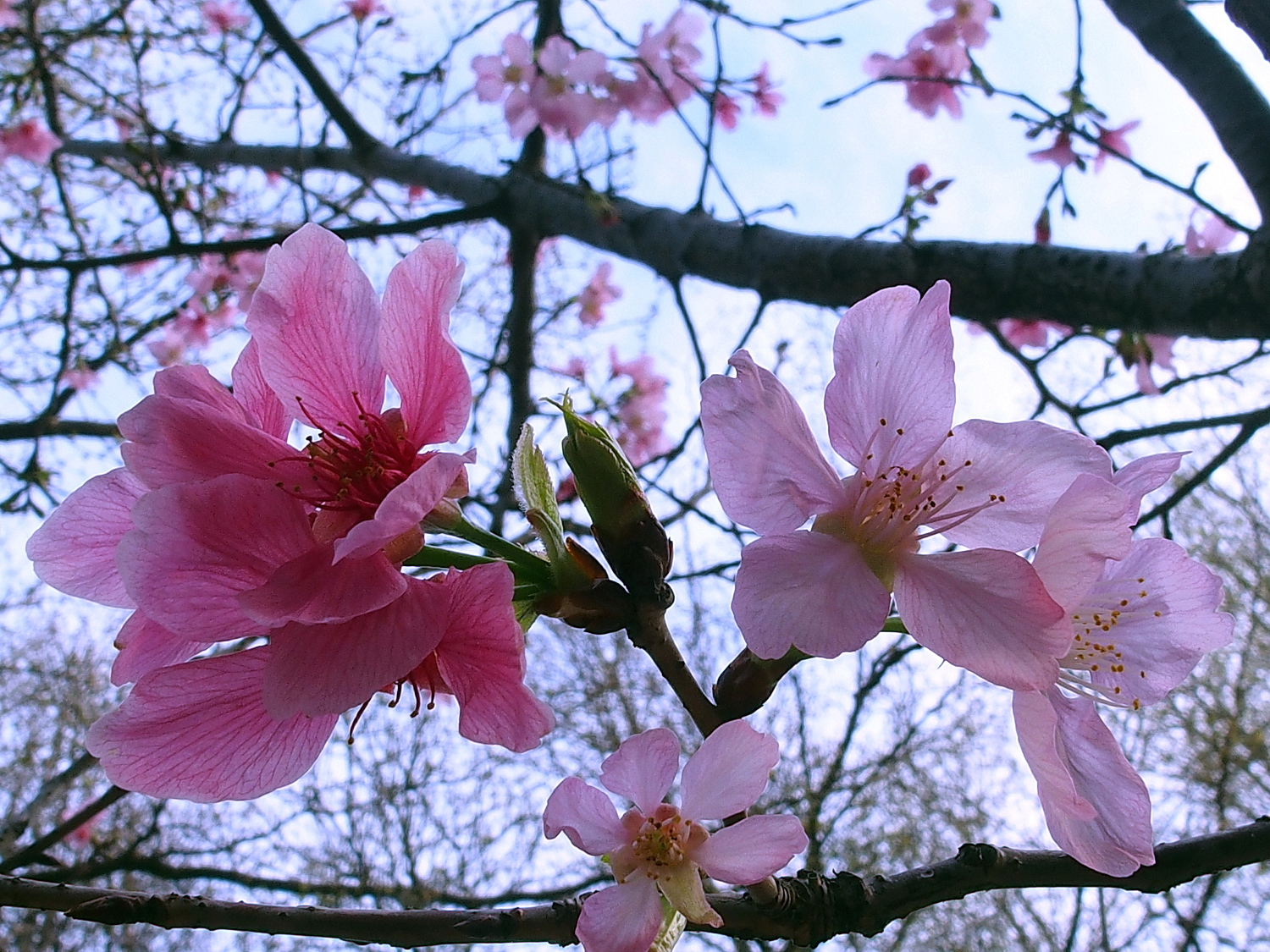 陳永鑑櫻桃花作品20220327e.jpg