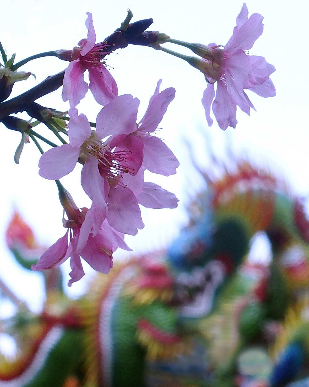 陳永鑑櫻桃花作品20220329b.jpg