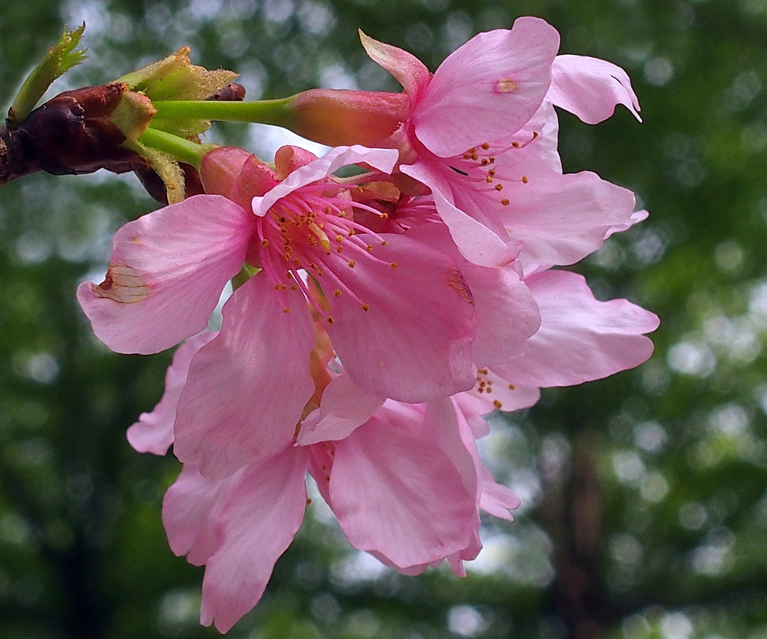 陳永鑑櫻桃花作品20220331l.jpg