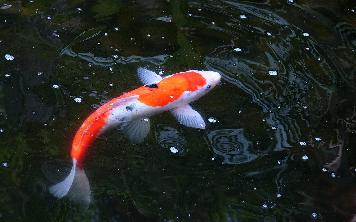 陳永鑑_錦鯉遊緃_20220403d.jpg