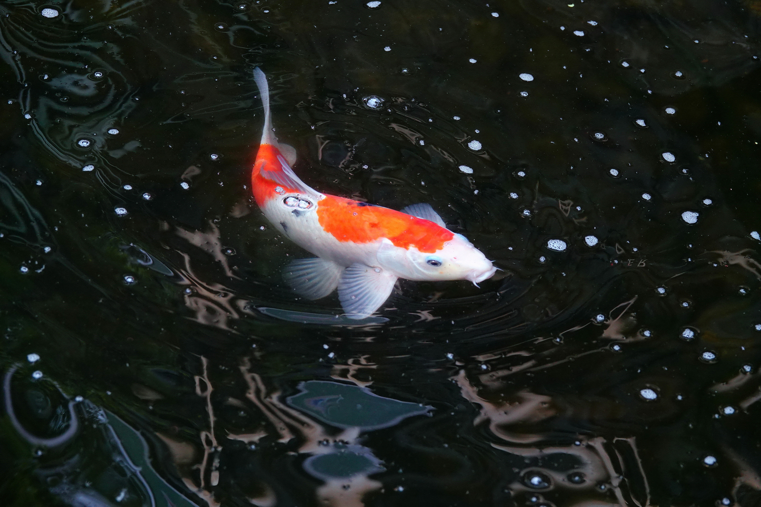 陳永鑑_錦鯉遊緃_20220403j.jpg