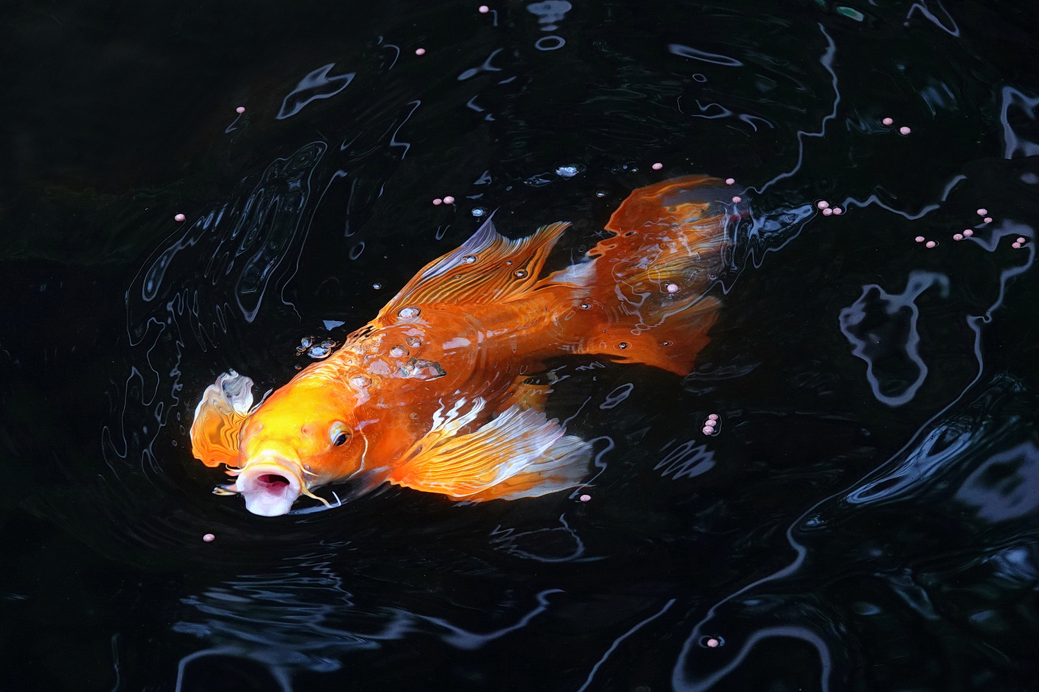 陳永鑑_錦鯉遊緃_20220403r.jpg