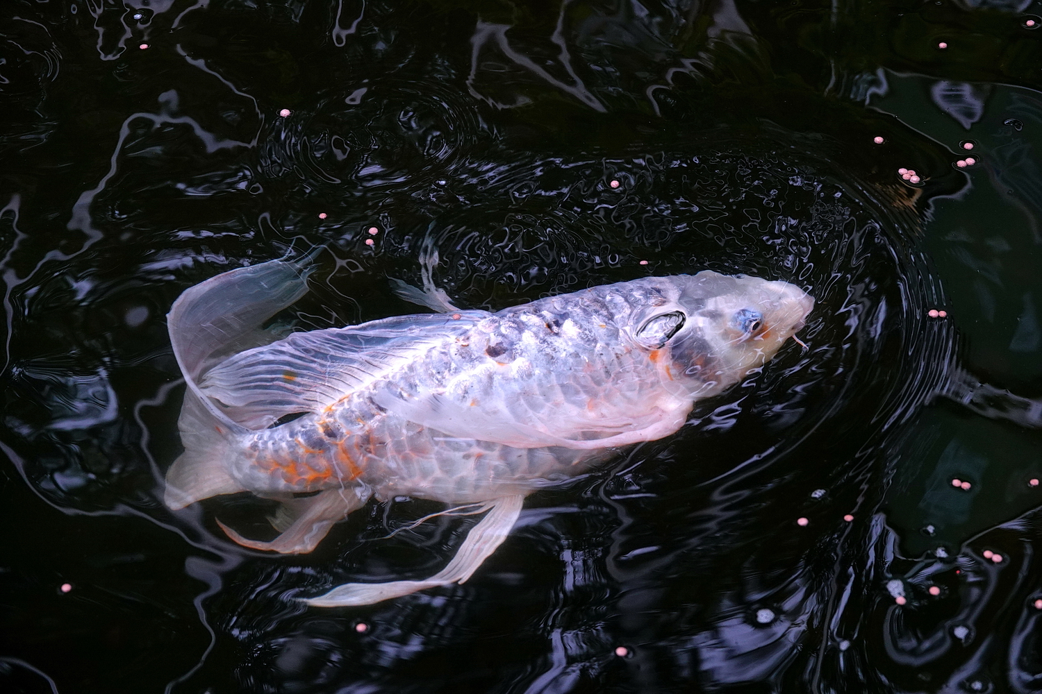 陳永鑑_錦鯉遊緃_20220403x.jpg
