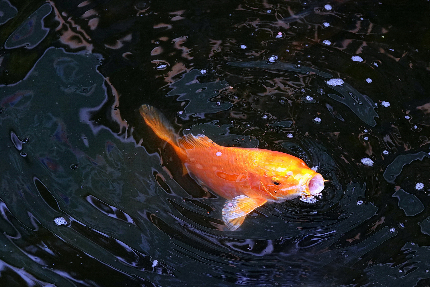 陳永鑑_錦鯉遊緃_20220404b.jpg