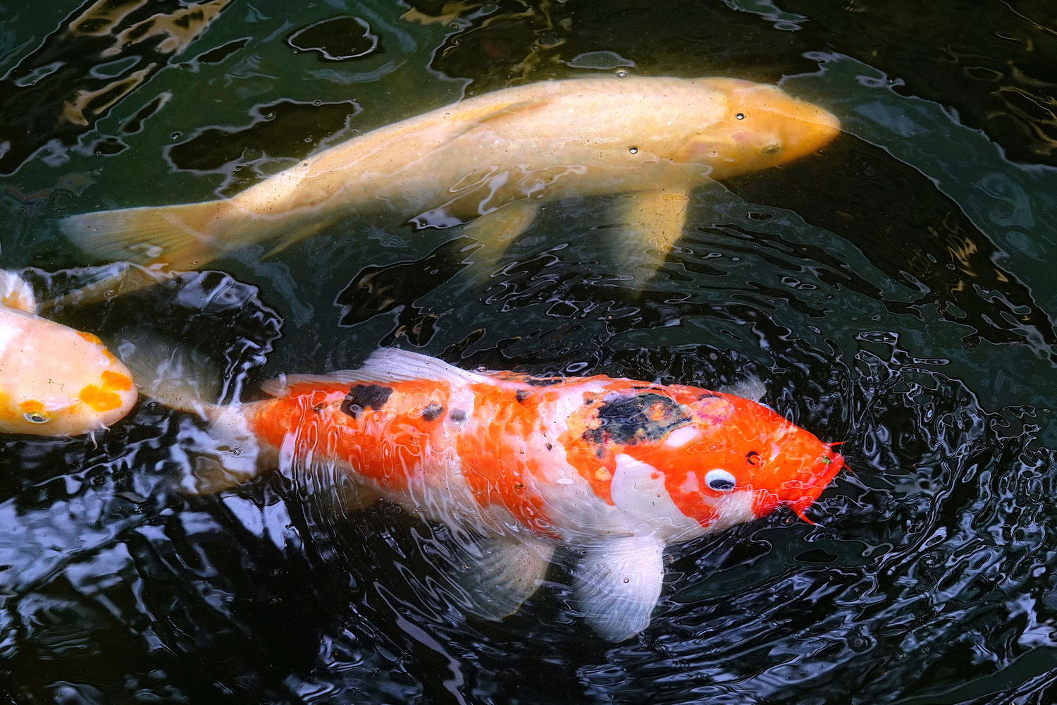 陳永鑑_錦鯉遊緃_20220407f.jpg