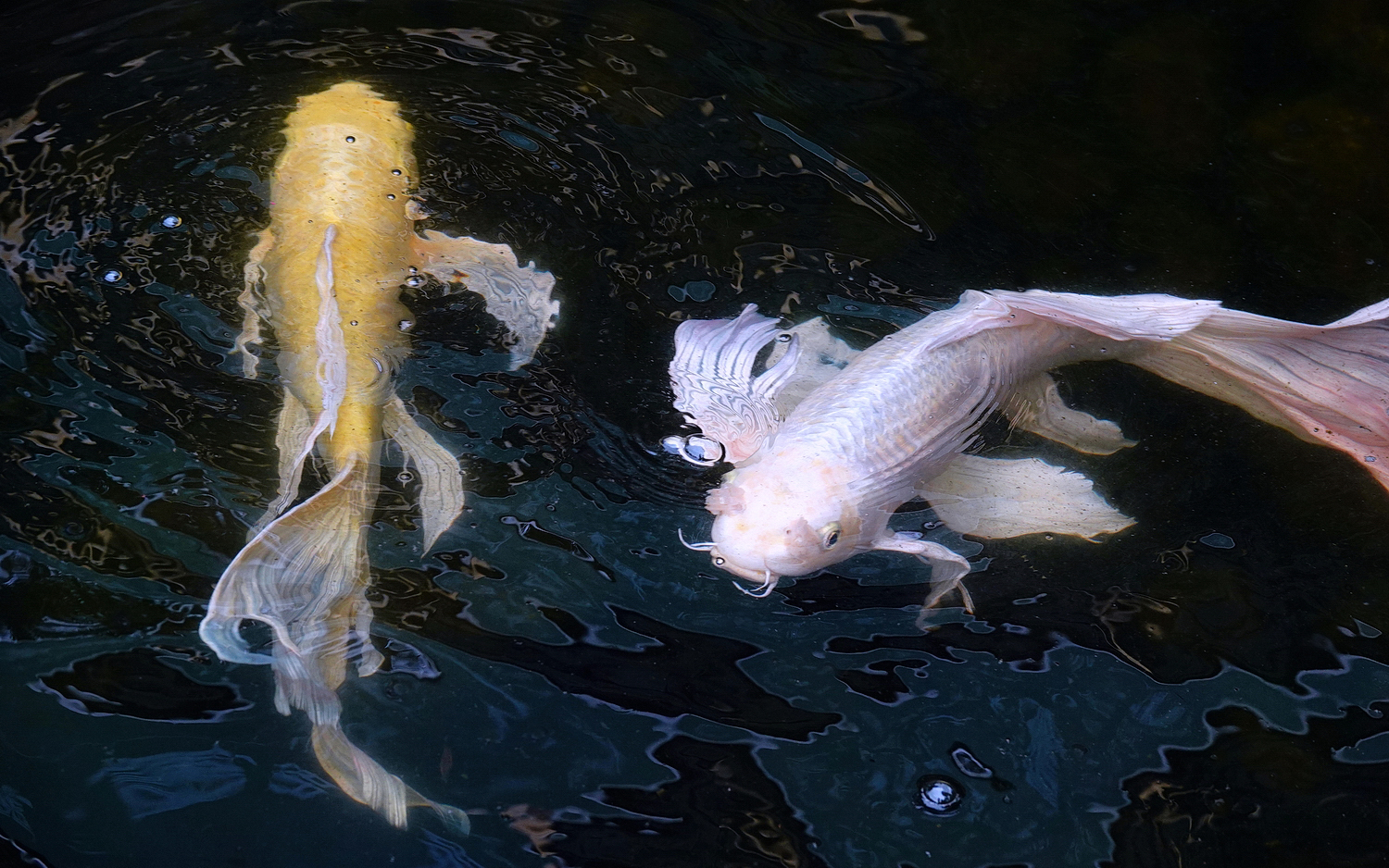 陳永鑑_錦鯉遊緃_20220407a.jpg