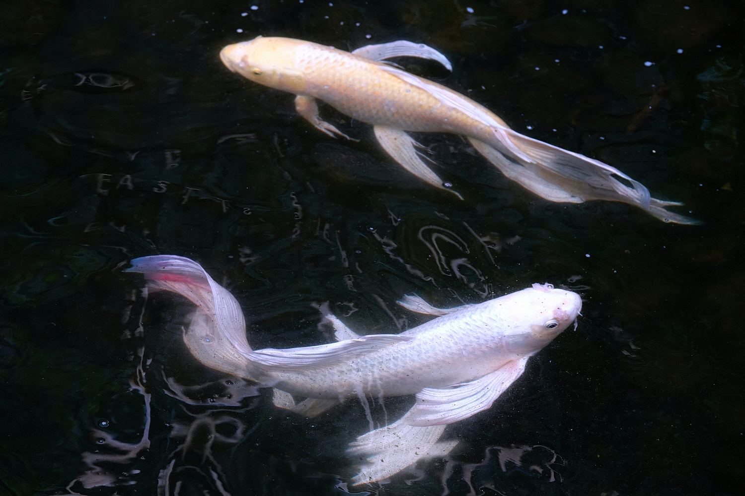陳永鑑_錦鯉遊緃_202204011g.jpg