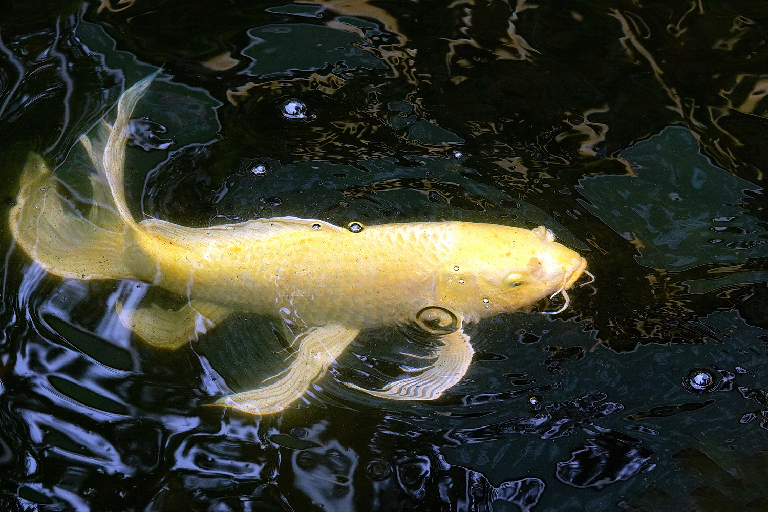 陳永鑑_錦鯉遊緃_202204011f.jpg