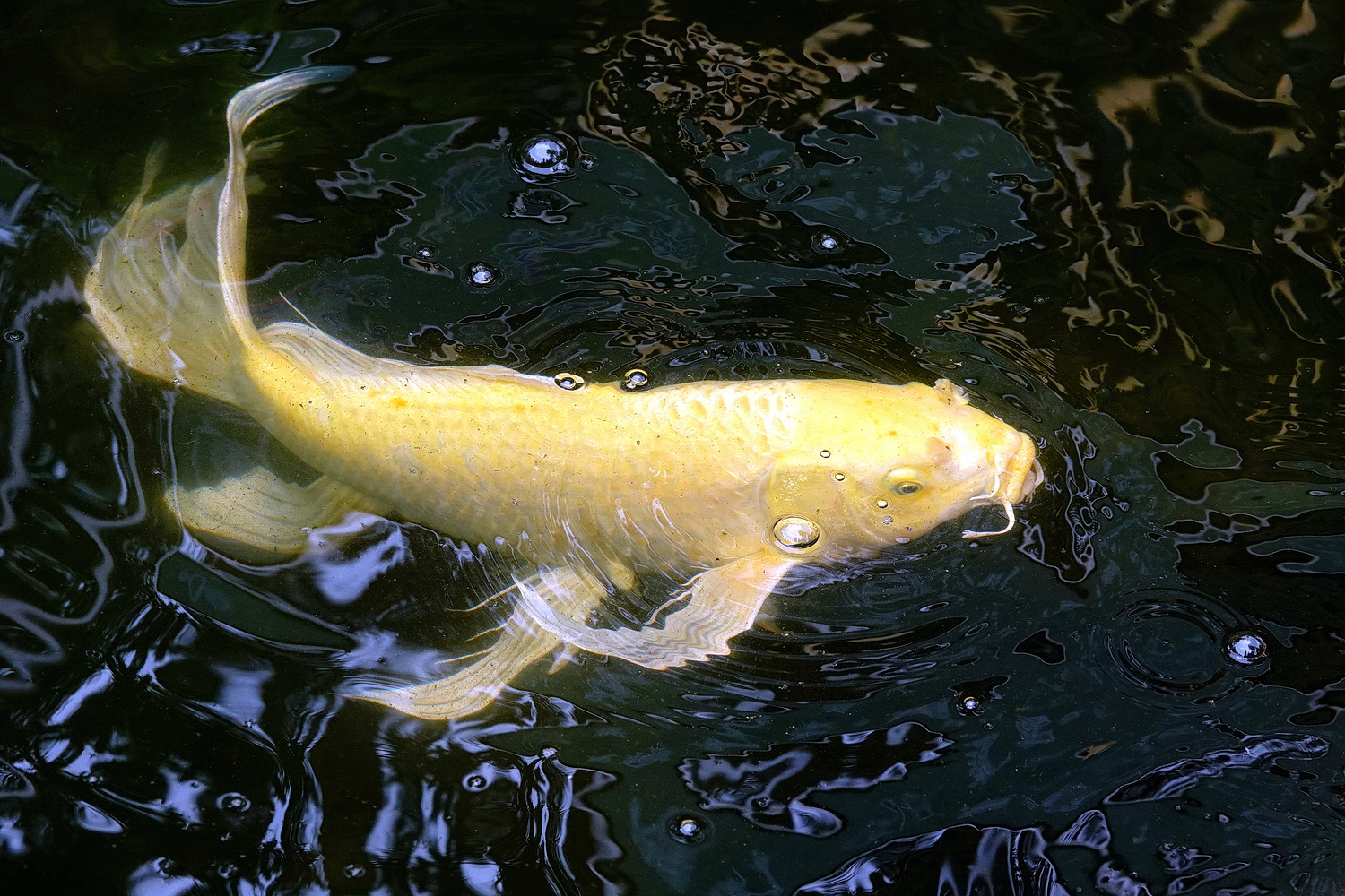 陳永鑑_錦鯉遊緃_202204011e.jpg