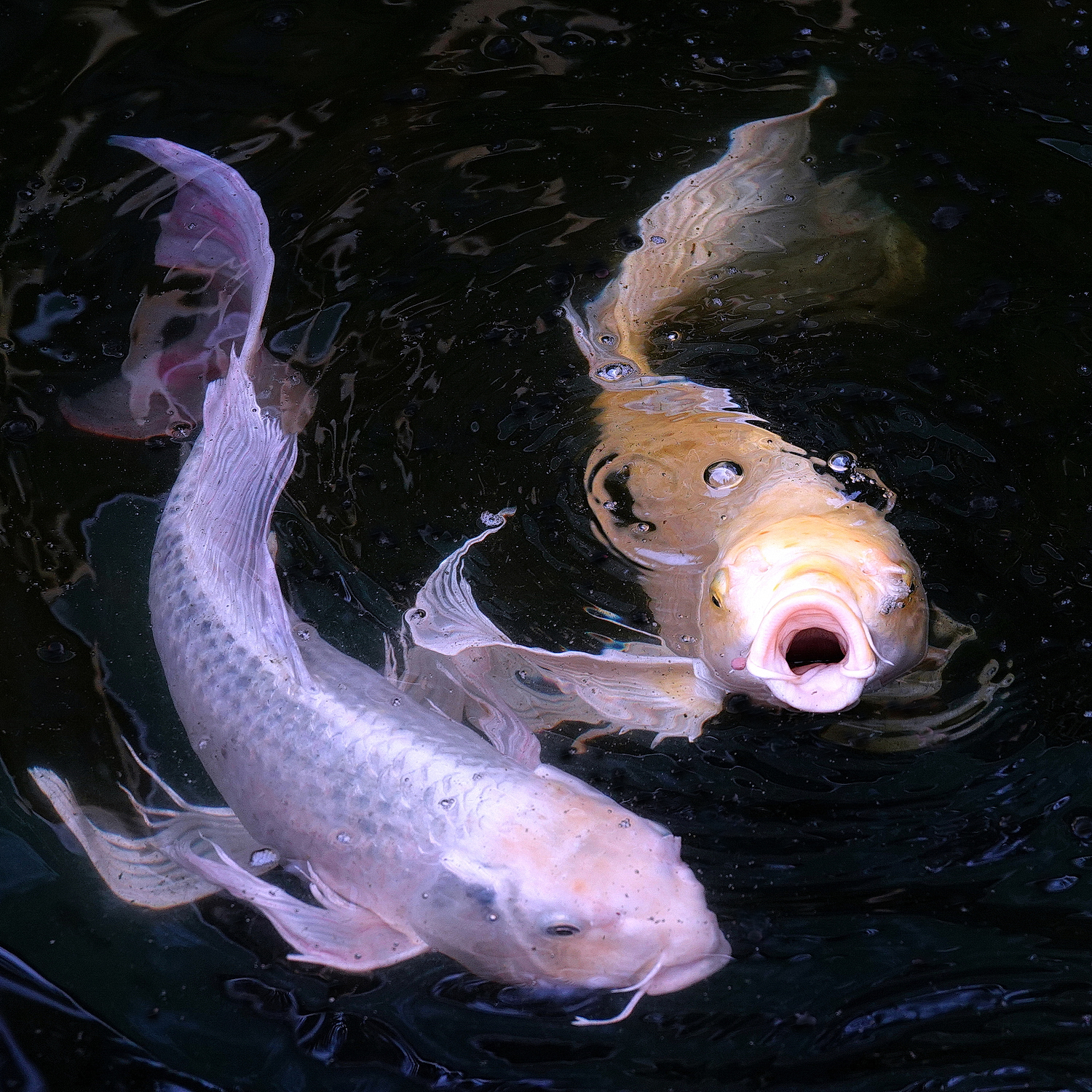 陳永鑑_錦鯉遊緃_202204011b.jpg