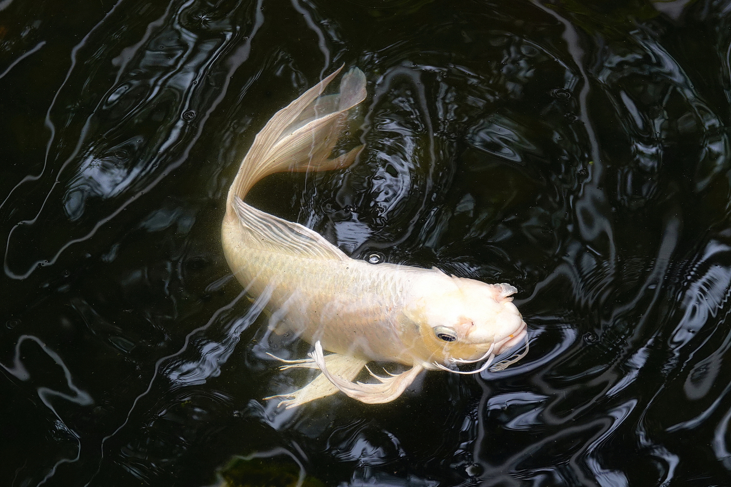 陳永鑑_錦鯉遊緃_20220416g.jpg