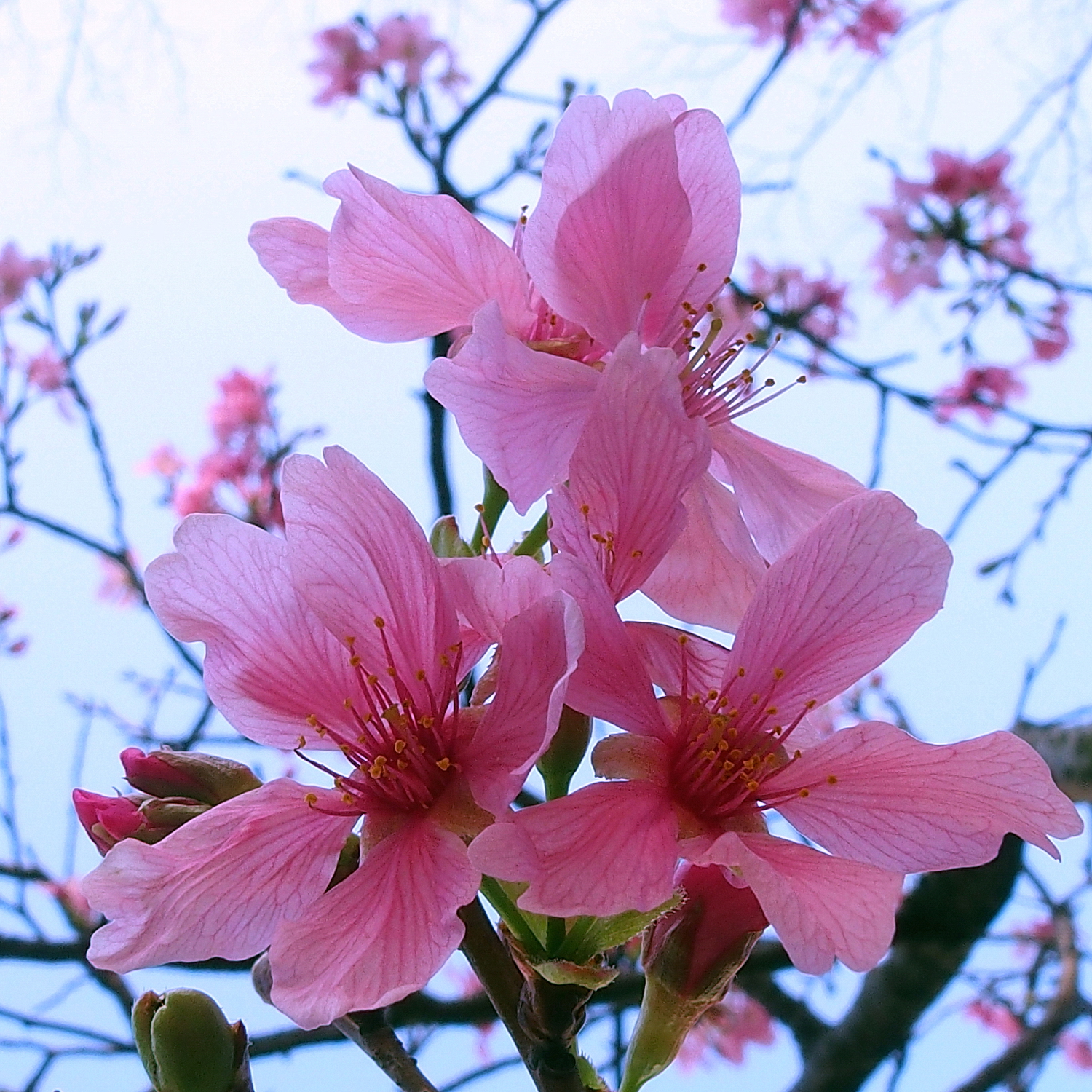 陳永鑑櫻桃花作品20220417d.jpg