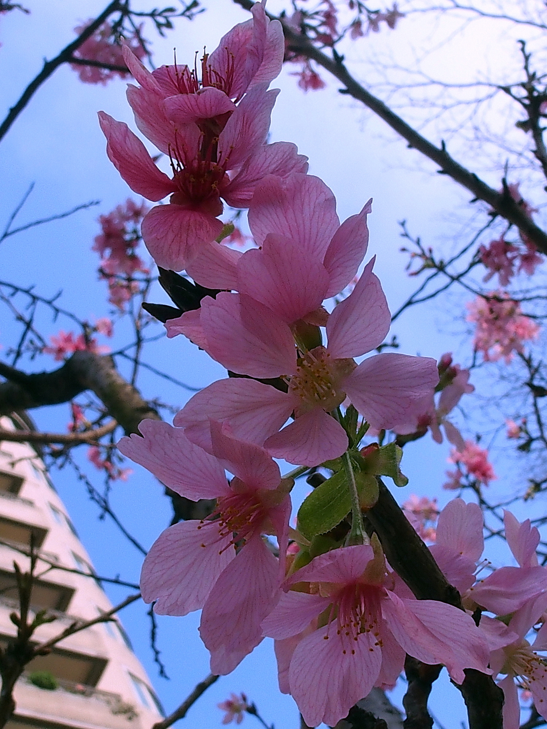 陳永鑑櫻桃花作品20220417b.jpg