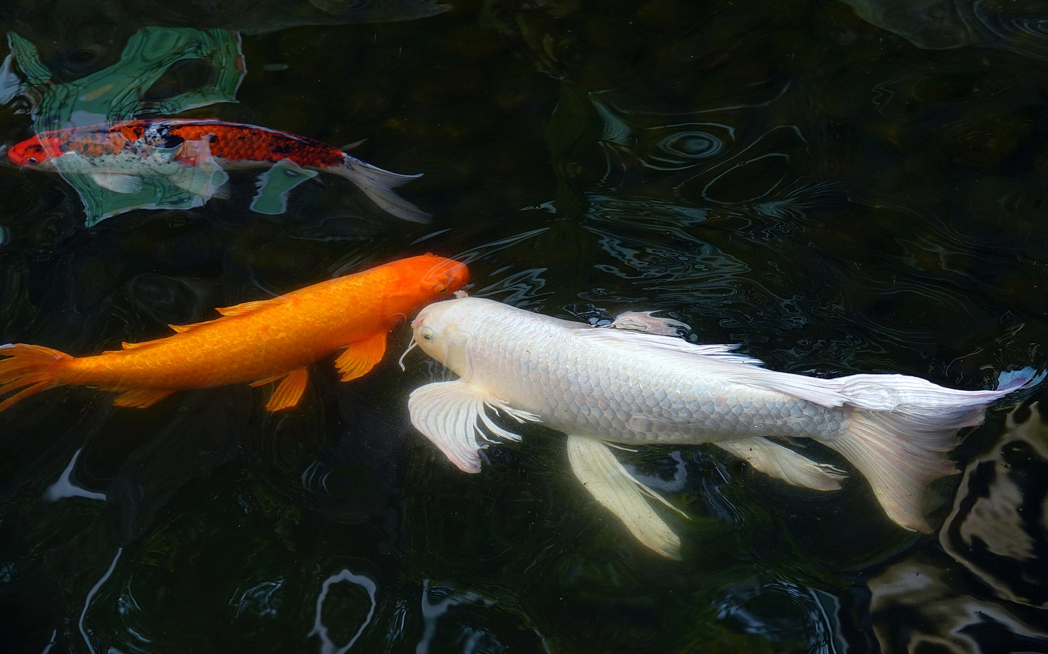 陳永鑑_錦鯉遊緃_20220428b.jpg