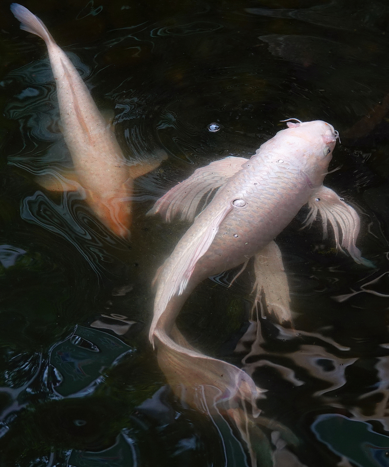 陳永鑑_錦鯉遊緃_20220430k.jpg