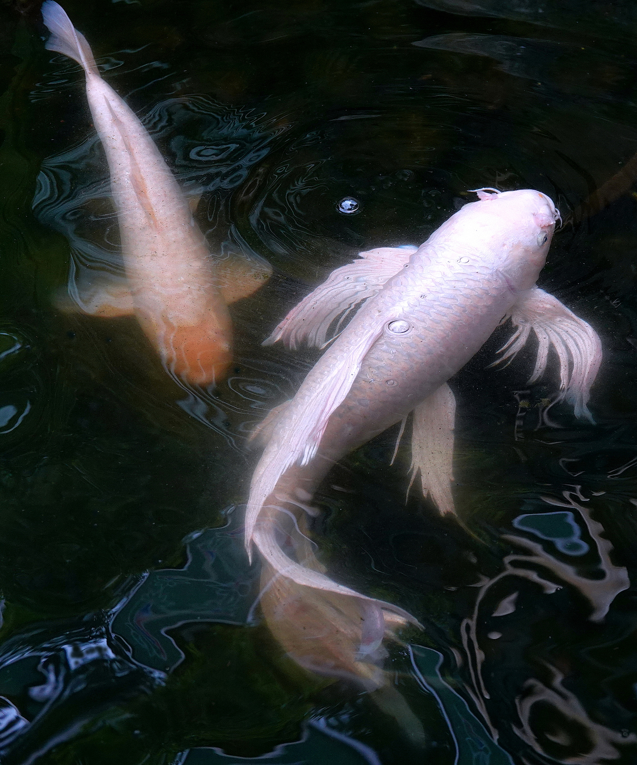 陳永鑑_錦鯉遊緃_20220430j.jpg
