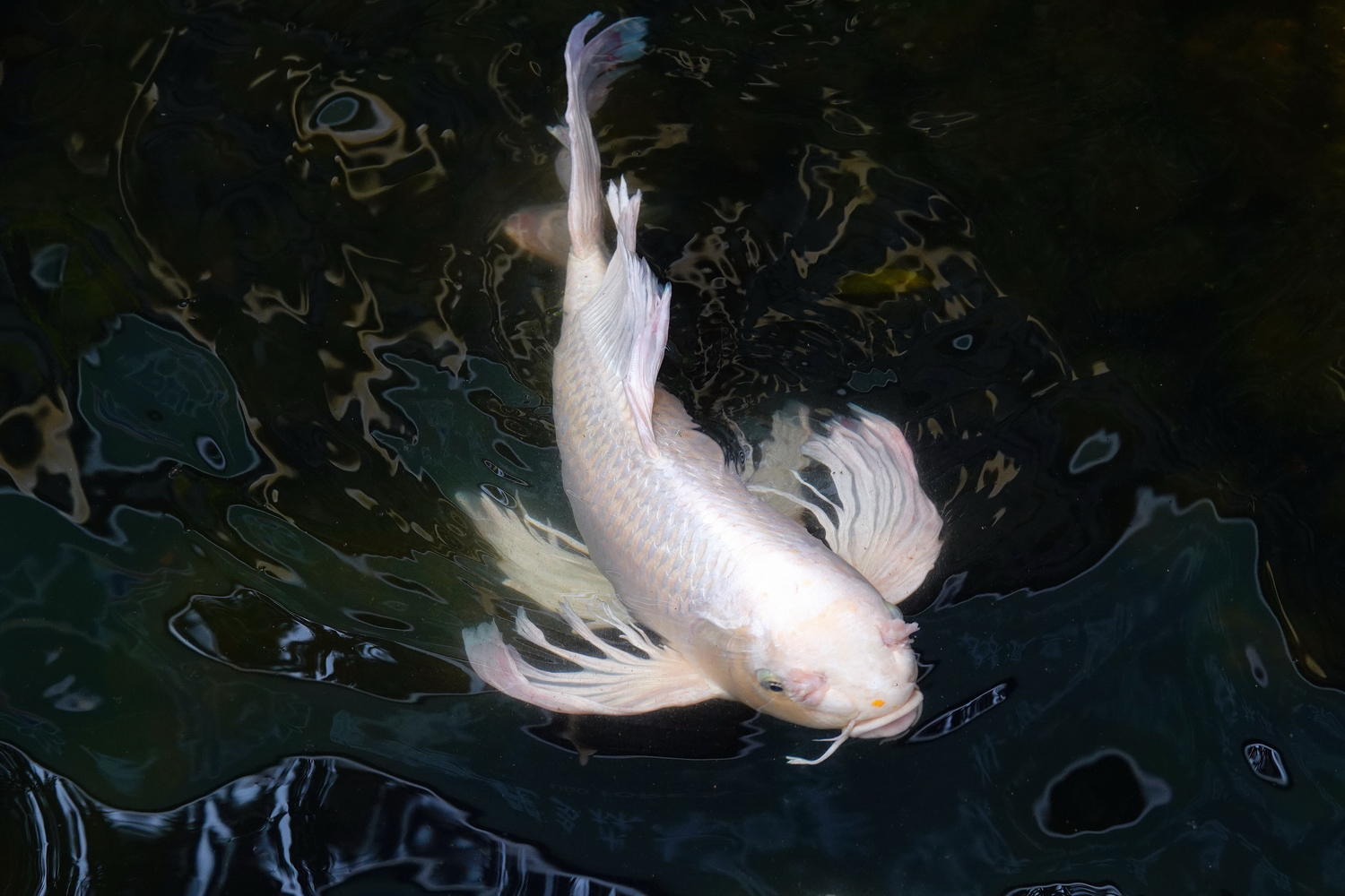 陳永鑑_錦鯉遊緃_20220502i.jpg