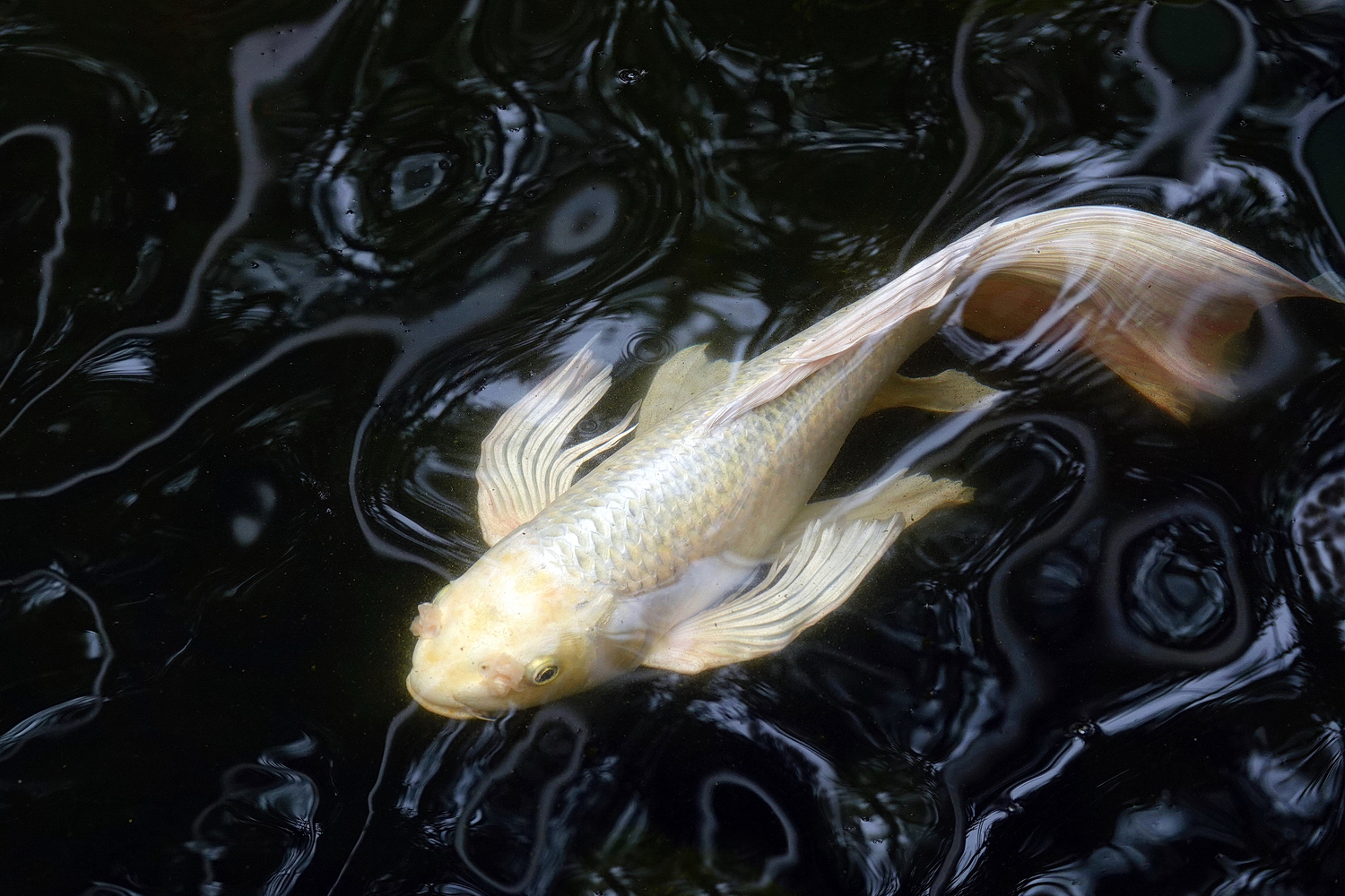 陳永鑑_錦鯉遊緃_20220503a.jpg