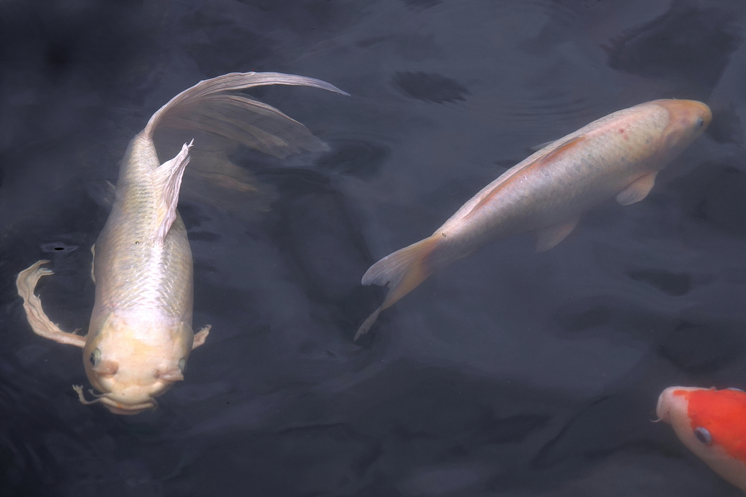 陳永鑑_錦鯉遊緃_20220503r.jpg