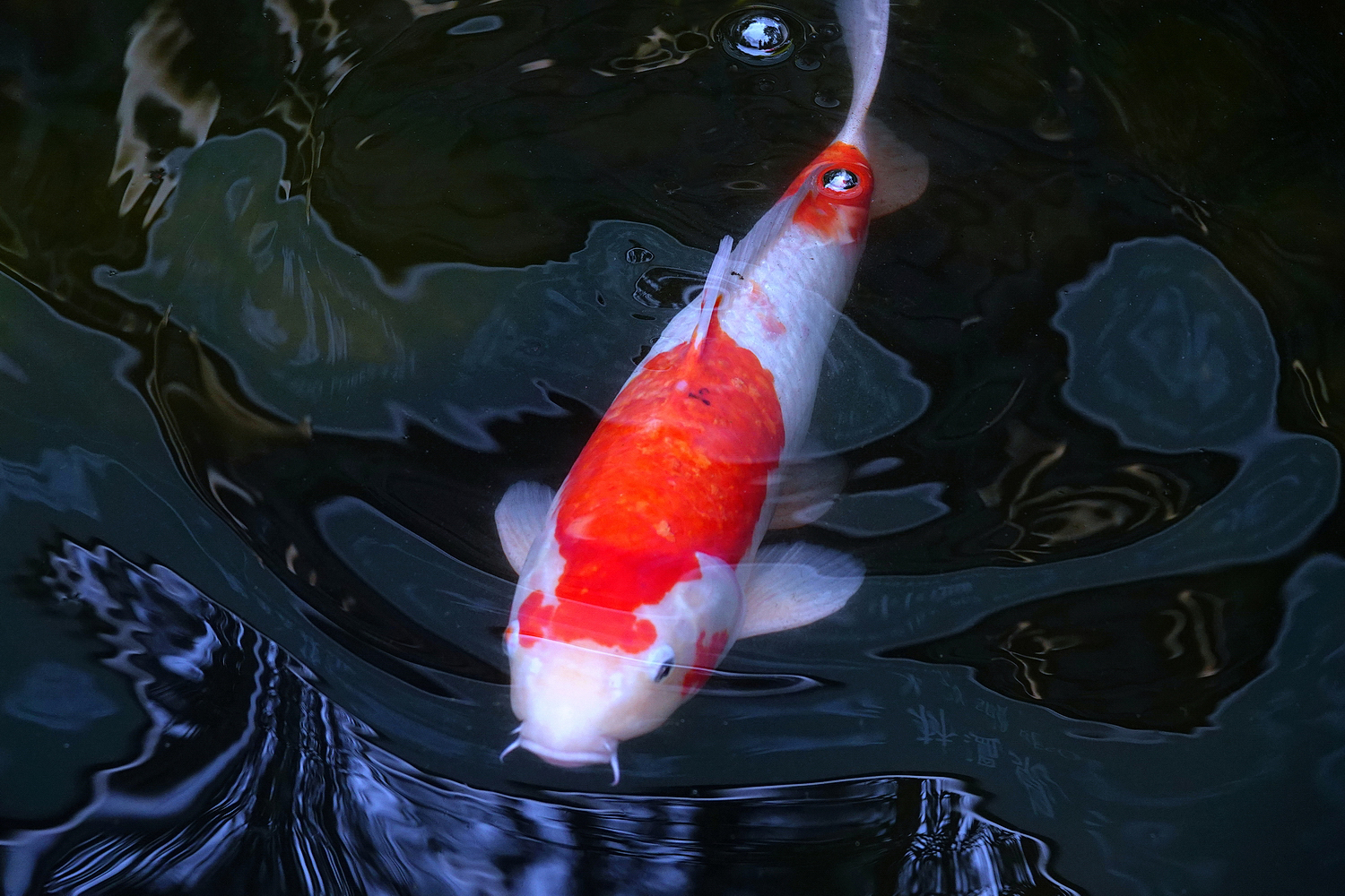 陳永鑑_錦鯉遊緃_20220503p.jpg