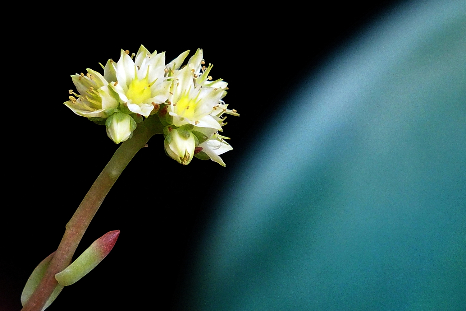 陳永鑑_花卉之美_20220426d.jpg