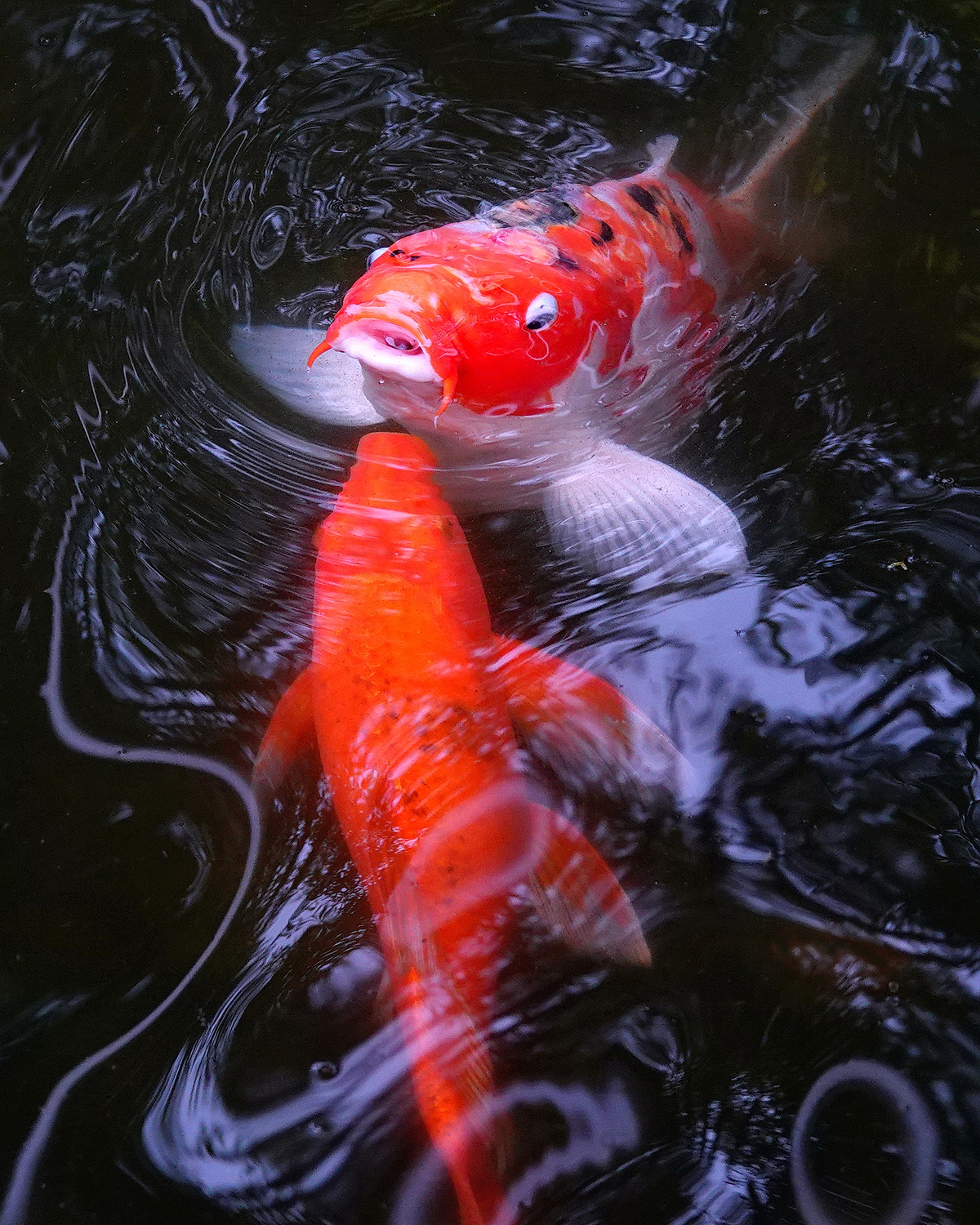 陳永鑑_錦鯉遊緃_20220506f.jpg