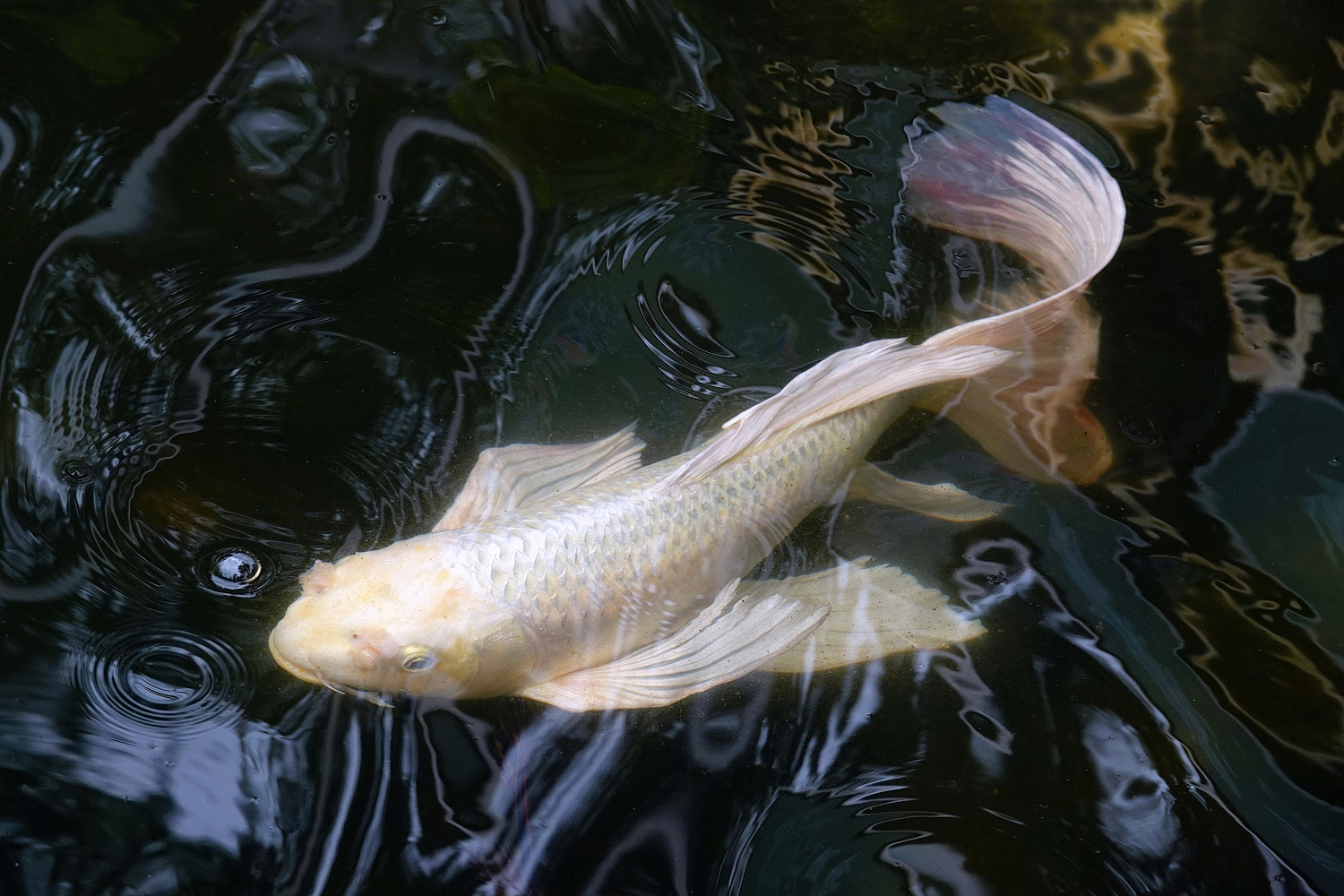 陳永鑑_錦鯉遊緃_20220506d.jpg