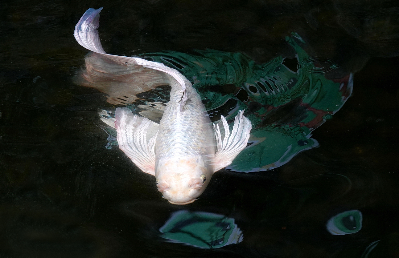 陳永鑑_錦鯉遊緃_20220506b.jpg
