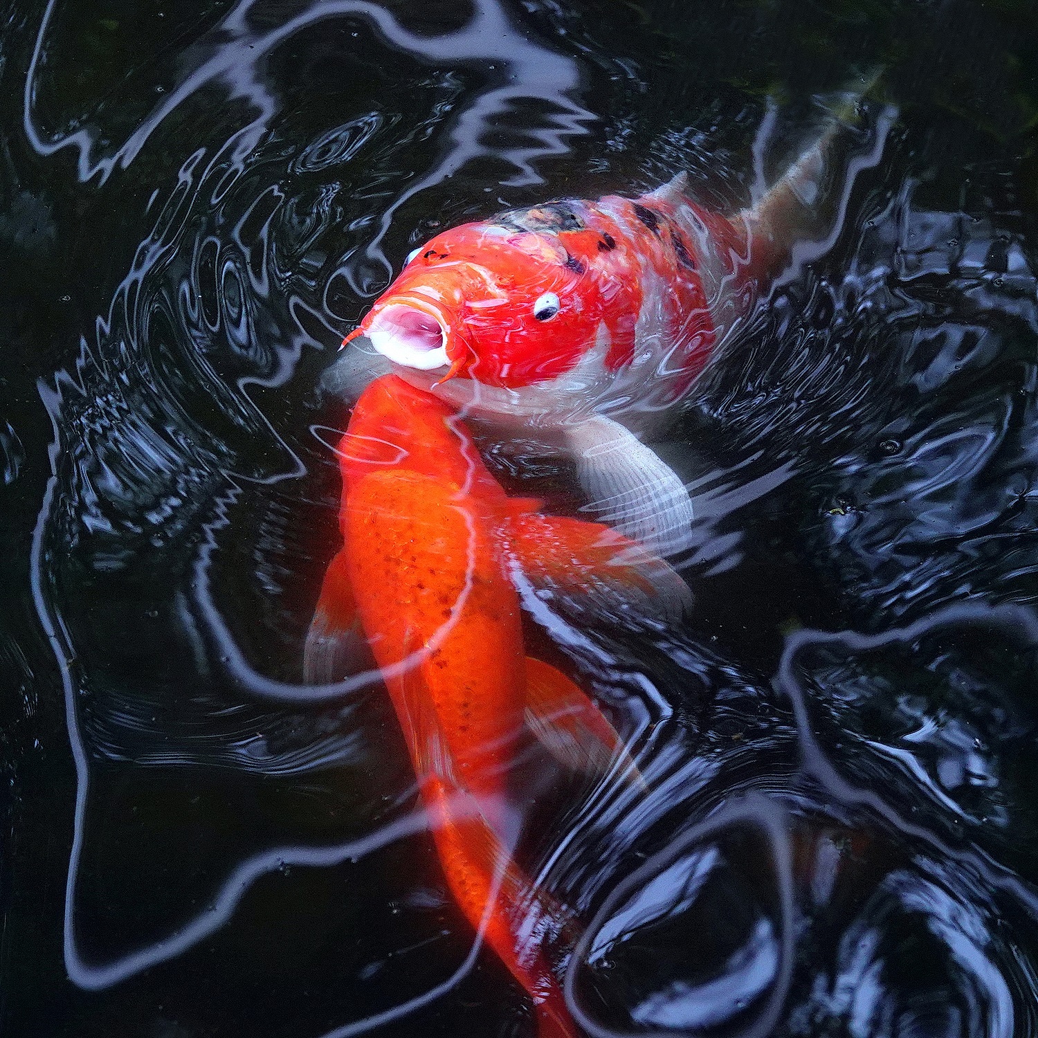 陳永鑑_錦鯉遊緃_20220507a.jpg