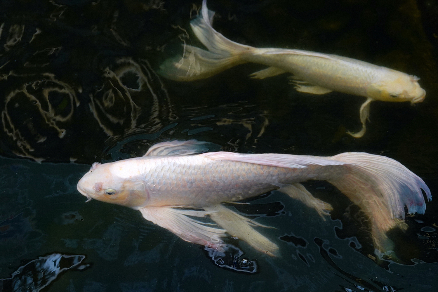 陳永鑑_錦鯉遊緃_20220507h.jpg