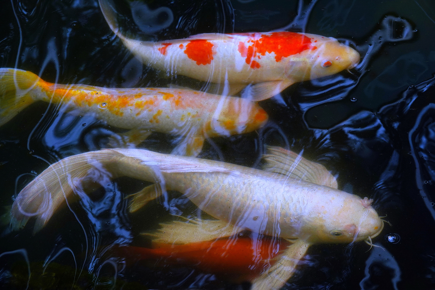 陳永鑑_錦鯉遊緃_20220507t.jpg