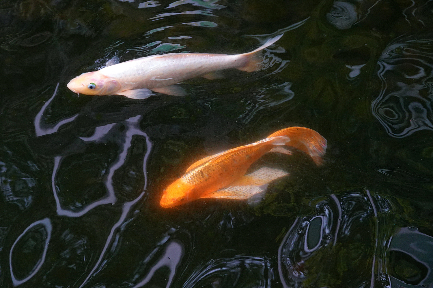 陳永鑑_錦鯉遊緃_20220507q.jpg